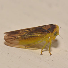 Populicerus