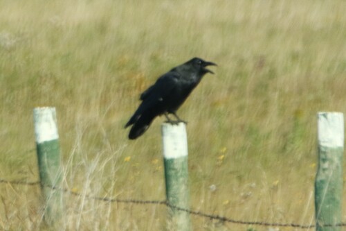 Common Raven