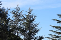 Cedrus atlantica