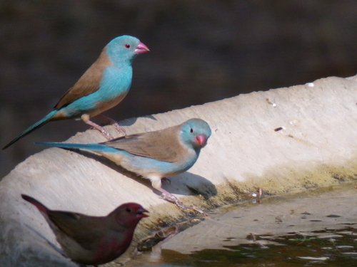 Blue-capped Cordon-bleu (Uraeginthus cyanocephalus), photo 6