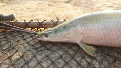 Arapaima gigas