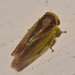Populicerus