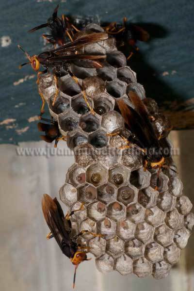 Polistes infuscatus
