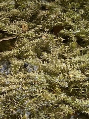 Hydrilla verticillata