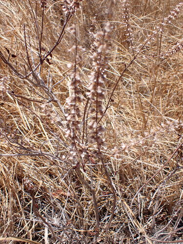 Ocimum gratissimum observed 2025-09-07