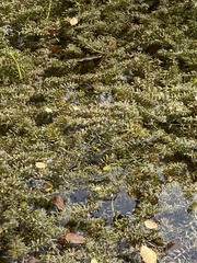Hydrilla verticillata