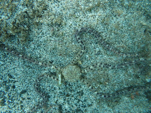 Ophionereis porrecta observed 2025-09-07