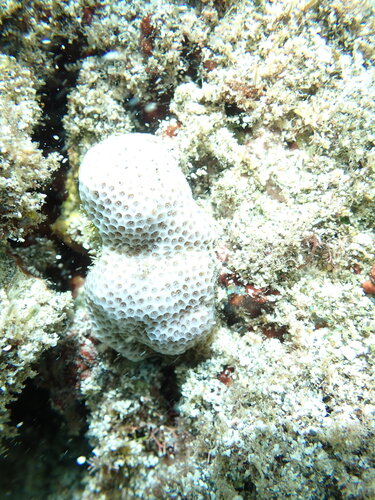 Porites brighami observed 2025-09-07