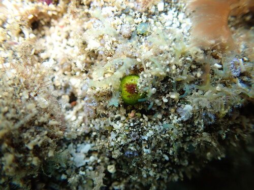 Bornetella sphaerica observed 2025-09-07