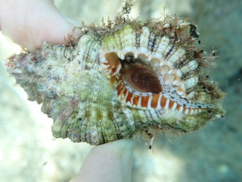 Cymatium nicobaricum, 2025-09-07