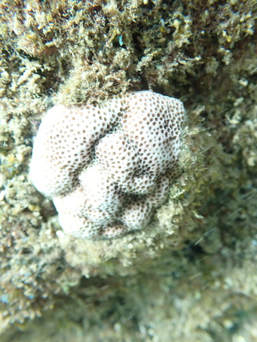 Porites brighami observed 2025-09-07