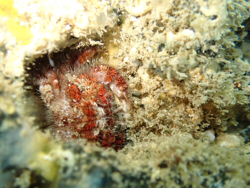 Gaillardiellus superciliaris observed 2025-09-07