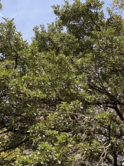 Quercus fusiformis