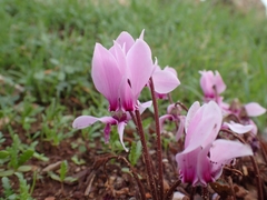 Cyclamen graecum