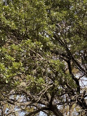 Quercus fusiformis