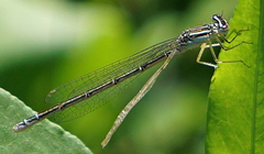 Enallagma antennatum