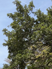 Quercus fusiformis