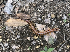 Scolopendra alternans