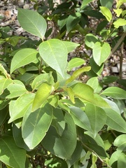 Ligustrum lucidum