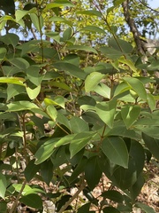 Ligustrum lucidum