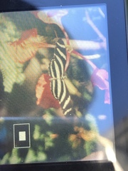 Heliconius charithonia