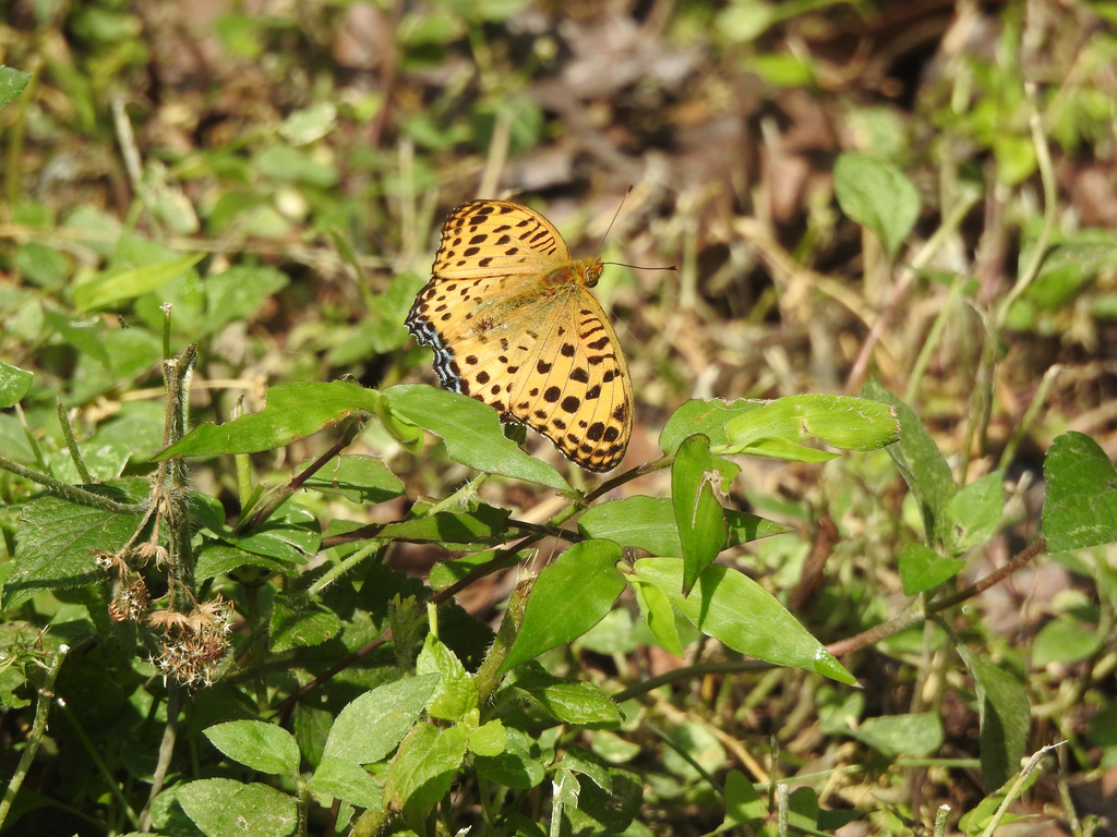 Indian Fritillary (Argynnis hyperbius)