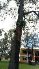 Tillandsia prodigiosa