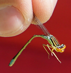 Enallagma antennatum