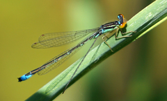 Enallagma antennatum