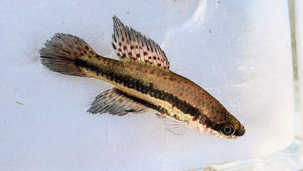 Fighting gaucho (Cynopoecilus melanotaenia) — Rivulidae