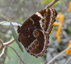 Morpho helenor achillides