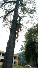 Tillandsia prodigiosa