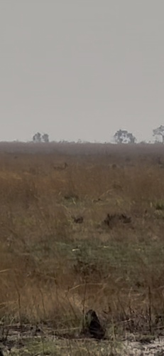 Oribi