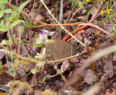 Pindis squamistriga