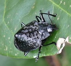Cypherotylus tigrinus