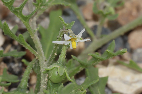 Cutleaf Nightshade