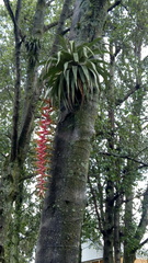 Tillandsia prodigiosa
