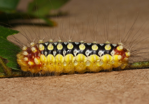 White Flannel Moth photo 3