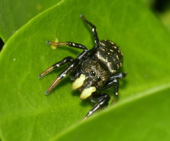 Heliophanus orchesta