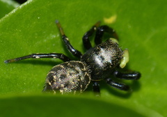 Heliophanus orchesta