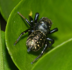 Heliophanus orchesta