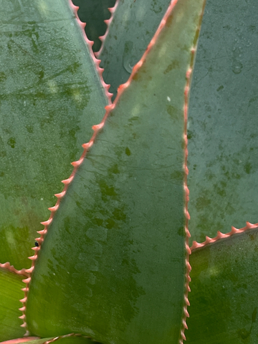Aloe × schimperi, photograph 1