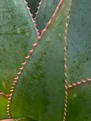 Aloe × schimperi, photograph safiyyah hattas, CC BY, iNaturalist via GBIF