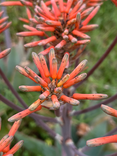 Aloe schimperi