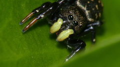 Heliophanus orchesta