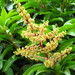 Anacardiaceae - Photo (c) mauro halpern,  זכויות יוצרים חלקיות (CC BY)