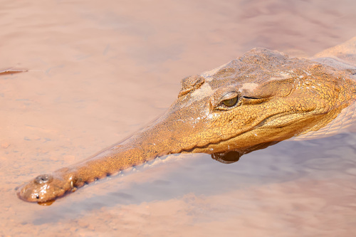 Freshwater Crocodile