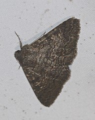 Eudesmeola lawsoni