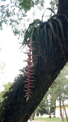 Tillandsia prodigiosa