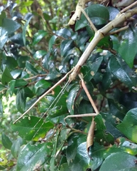 Spinonemia